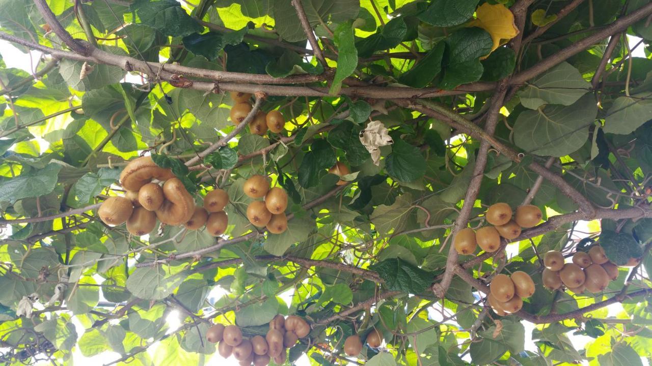 Villa Dei Fiori B&B Capri Dış mekan fotoğraf