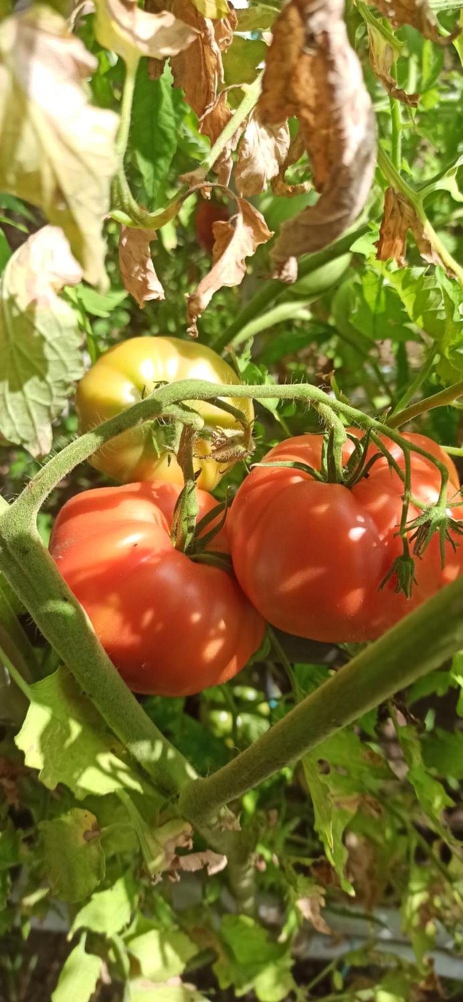 Villa Dei Fiori B&B Capri Dış mekan fotoğraf
