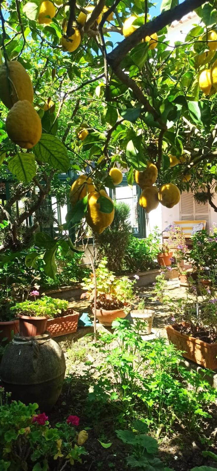 Villa Dei Fiori B&B Capri Dış mekan fotoğraf